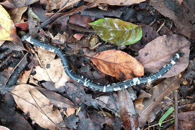 Museu - O curioso caso do animal que parece cobra, tem nome de