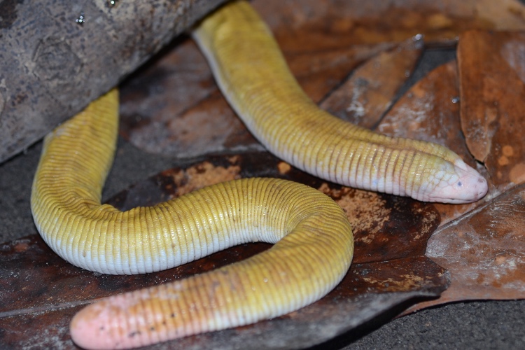 Museu - O curioso caso do animal que parece cobra, tem nome de