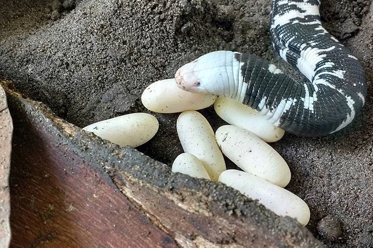 Museu - O curioso caso do animal que parece cobra, tem nome de