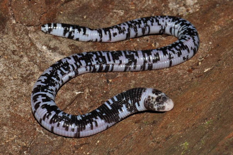 Mulher encontra 2ª cobra mais venenosa do mundo em sua cama na