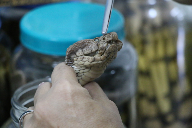 Existe cobra cor de rosa? Saiba o que representam as cores das cobras -  Portal Amazônia