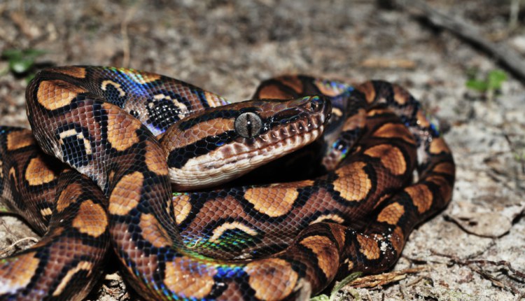 Cobra arco-íris 'mansa' chama a atenção em zoo nos EUA