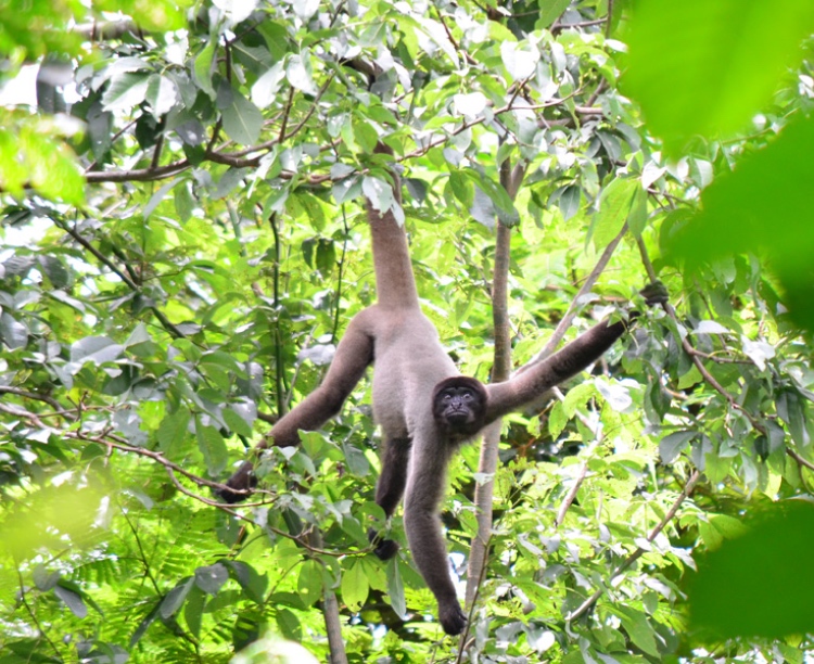 Macaco: o que são, ameaças, importância, espécies - Brasil Escola