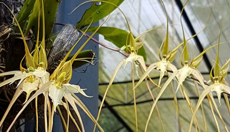 Veja o brotar as flores de orquídeas e bromélias no Museu da Amazônia -  Portal Amazônia
